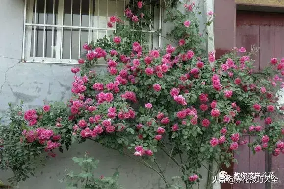 垃圾桶能带回家吗，垃圾桶捡到一盆花，1个小技巧，1个月生根，花开满盆！