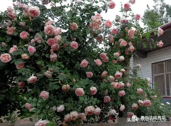 垃圾桶能带回家吗，垃圾桶捡到一盆花，1个小技巧，1个月生根，花开满盆！