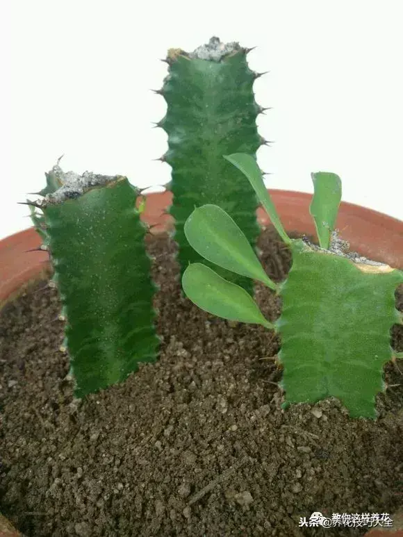 垃圾桶能带回家吗，垃圾桶捡到一盆花，1个小技巧，1个月生根，花开满盆！
