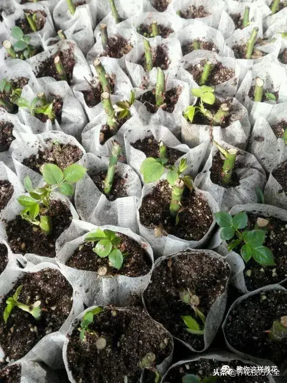 垃圾桶能带回家吗，垃圾桶捡到一盆花，1个小技巧，1个月生根，花开满盆！