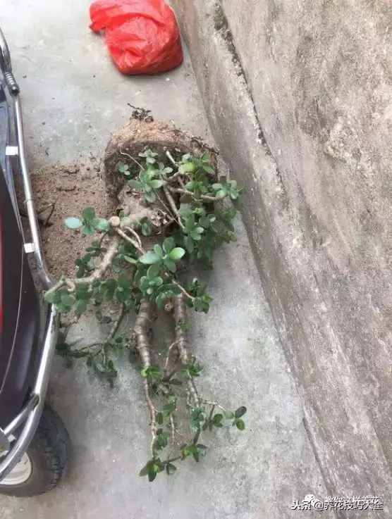 垃圾桶能带回家吗，垃圾桶捡到一盆花，1个小技巧，1个月生根，花开满盆！