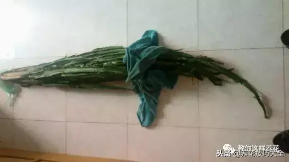 垃圾桶能带回家吗，垃圾桶捡到一盆花，1个小技巧，1个月生根，花开满盆！