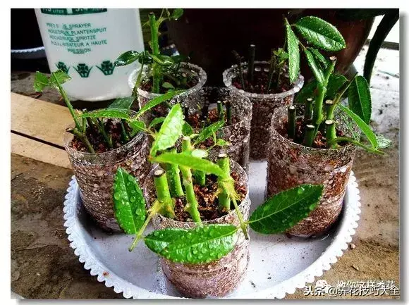 垃圾桶能带回家吗，垃圾桶捡到一盆花，1个小技巧，1个月生根，花开满盆！