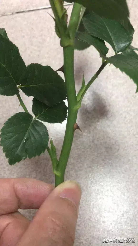 垃圾桶能带回家吗，垃圾桶捡到一盆花，1个小技巧，1个月生根，花开满盆！