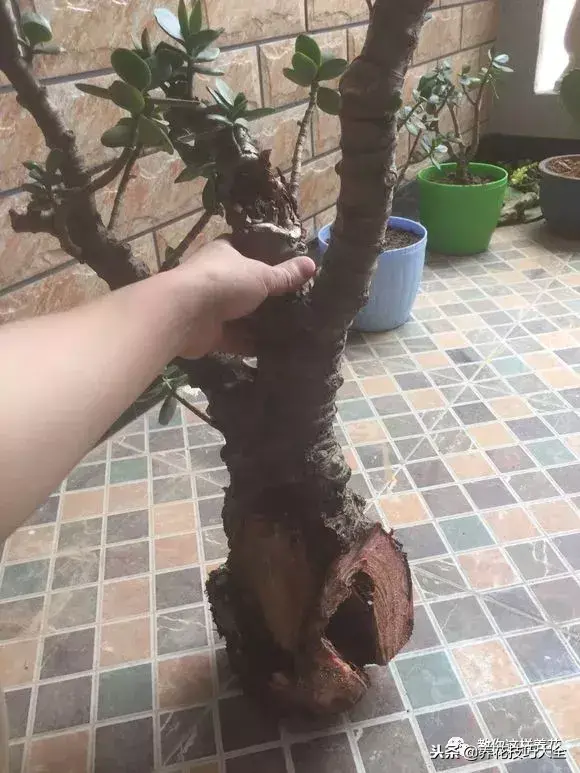 垃圾桶能带回家吗，垃圾桶捡到一盆花，1个小技巧，1个月生根，花开满盆！