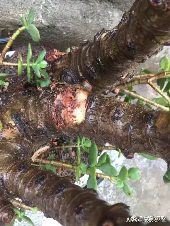 垃圾桶能带回家吗，垃圾桶捡到一盆花，1个小技巧，1个月生根，花开满盆！