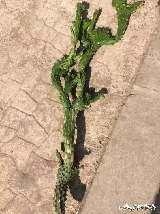 垃圾桶能带回家吗，垃圾桶捡到一盆花，1个小技巧，1个月生根，花开满盆！