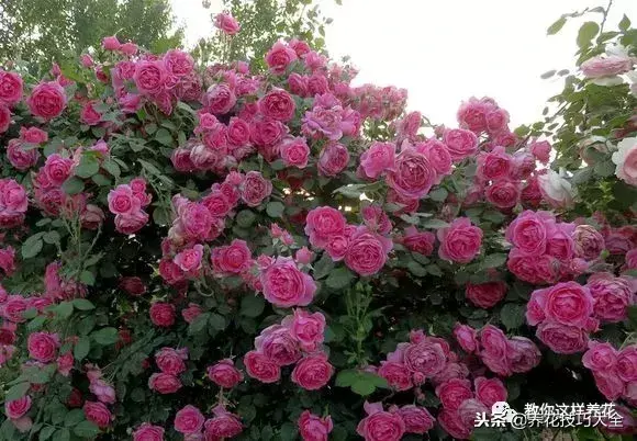 垃圾桶能带回家吗，垃圾桶捡到一盆花，1个小技巧，1个月生根，花开满盆！