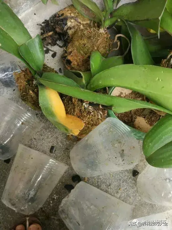 垃圾桶能带回家吗，垃圾桶捡到一盆花，1个小技巧，1个月生根，花开满盆！