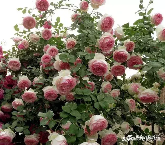 垃圾桶能带回家吗，垃圾桶捡到一盆花，1个小技巧，1个月生根，花开满盆！