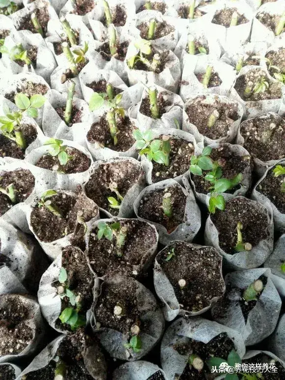 垃圾桶能带回家吗，垃圾桶捡到一盆花，1个小技巧，1个月生根，花开满盆！