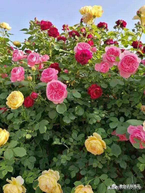 垃圾桶能带回家吗，垃圾桶捡到一盆花，1个小技巧，1个月生根，花开满盆！