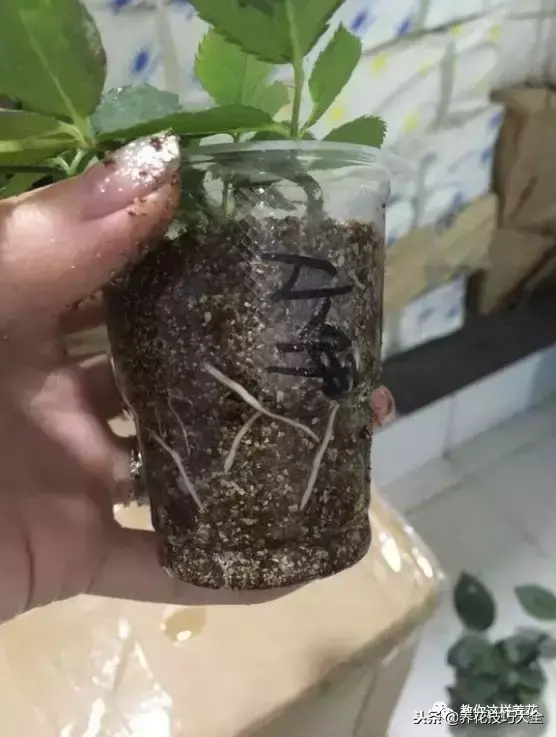 垃圾桶能带回家吗，垃圾桶捡到一盆花，1个小技巧，1个月生根，花开满盆！