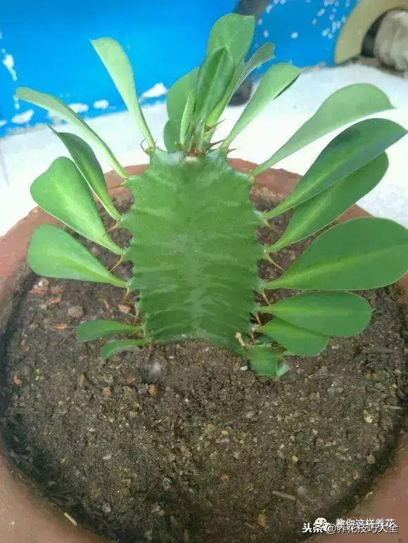 垃圾桶能带回家吗，垃圾桶捡到一盆花，1个小技巧，1个月生根，花开满盆！