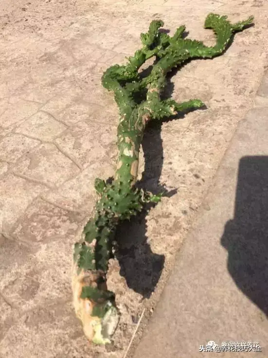 垃圾桶能带回家吗，垃圾桶捡到一盆花，1个小技巧，1个月生根，花开满盆！