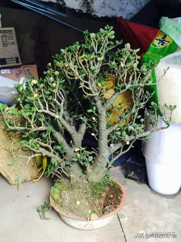 垃圾桶能带回家吗，垃圾桶捡到一盆花，1个小技巧，1个月生根，花开满盆！
