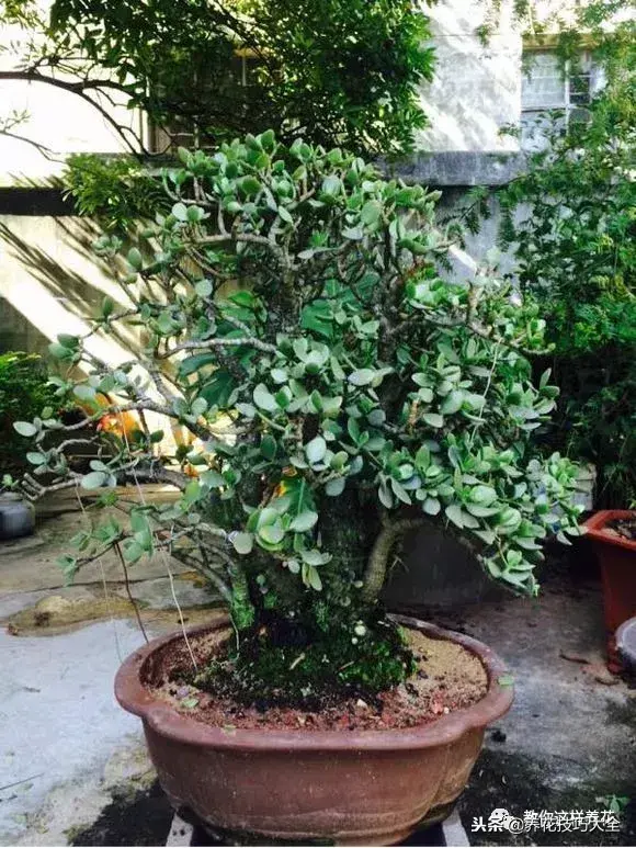 垃圾桶能带回家吗，垃圾桶捡到一盆花，1个小技巧，1个月生根，花开满盆！