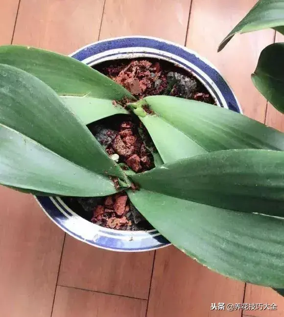 垃圾桶能带回家吗，垃圾桶捡到一盆花，1个小技巧，1个月生根，花开满盆！