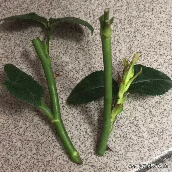 垃圾桶能带回家吗，垃圾桶捡到一盆花，1个小技巧，1个月生根，花开满盆！