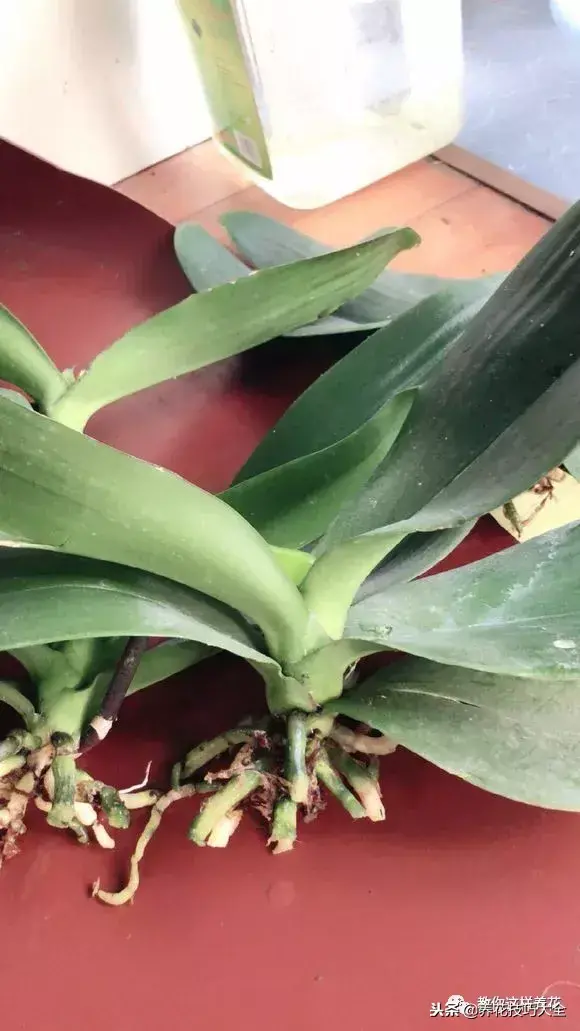 垃圾桶能带回家吗，垃圾桶捡到一盆花，1个小技巧，1个月生根，花开满盆！
