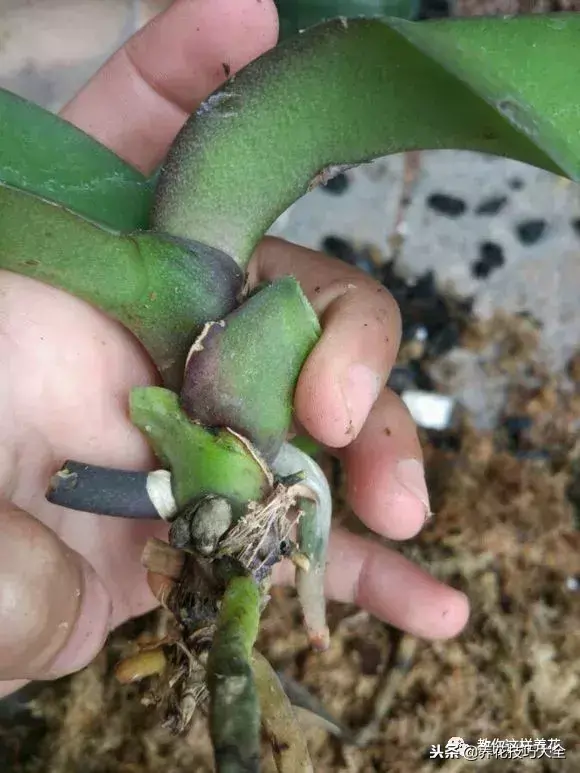 垃圾桶能带回家吗，垃圾桶捡到一盆花，1个小技巧，1个月生根，花开满盆！