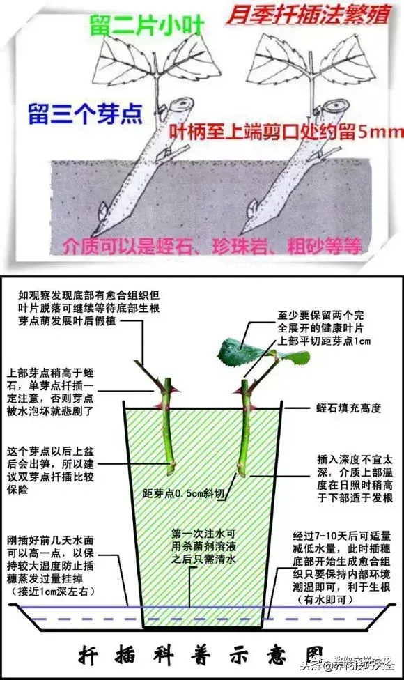 垃圾桶能带回家吗，垃圾桶捡到一盆花，1个小技巧，1个月生根，花开满盆！