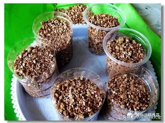垃圾桶能带回家吗，垃圾桶捡到一盆花，1个小技巧，1个月生根，花开满盆！