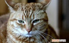 猫飞机耳啥意思 猫咪飞机耳是什么意思