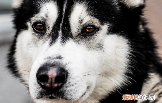 哈士奇饿几天会死 哈士奇走丢了会饿死吗