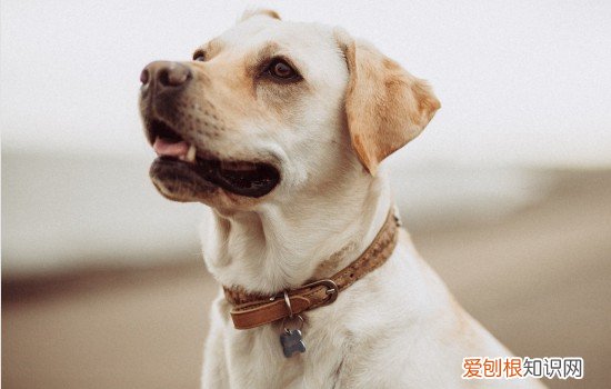 拉布拉多能长多少斤? 拉布拉多能长多少斤
