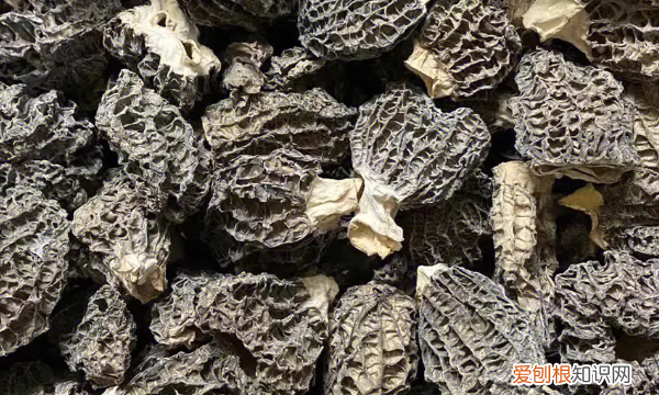 羊肚菌一般长在哪些地方，野生羊肚菌生长在什么环境中