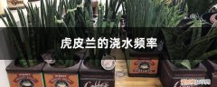虎皮兰什么时候浇一次水为好 虎皮兰的浇水频率，浇水其他注意事项