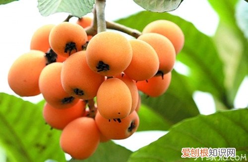 如何让枇杷树高产量，修剪方法是要点，枇杷栽培管理与修剪
