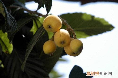 如何让枇杷树高产量，修剪方法是要点，枇杷栽培管理与修剪