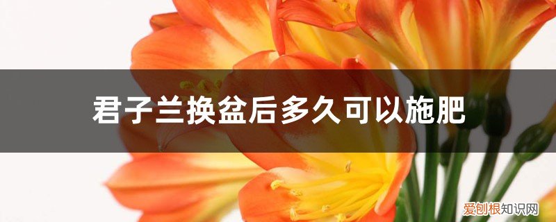 君子兰换盆后什么时候施肥 君子兰换盆后多久可以施肥，怎么施肥和施什么肥好