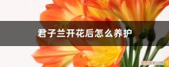 君子兰花浇淘米水好吗 君子兰开花后怎么养护，可以浇淘米水吗