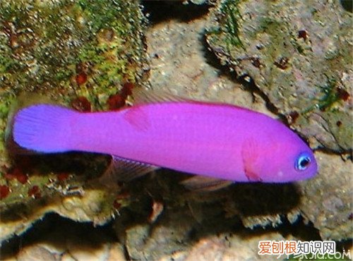 海水观赏鱼种类 随便挑,总有你喜欢的