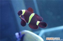 海水观赏鱼种类 随便挑,总有你喜欢的