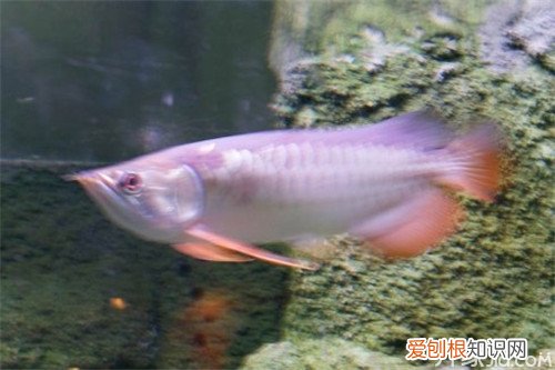 海水观赏鱼种类 随便挑,总有你喜欢的