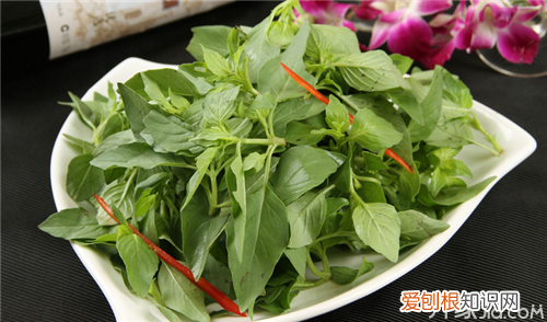 荆芥怎么吃 这样搭配荆芥味道超级赞