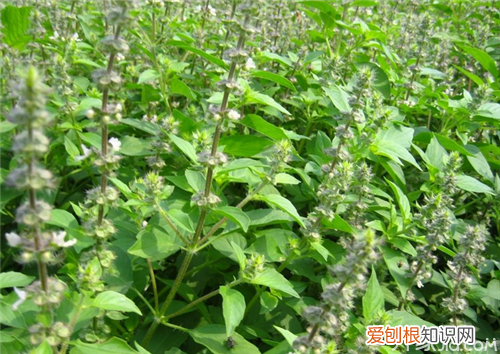 荆芥怎么吃 这样搭配荆芥味道超级赞