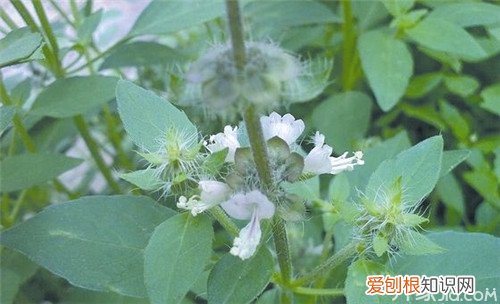 荆芥怎么吃 这样搭配荆芥味道超级赞