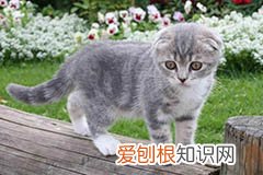高地是什么品种的猫 高地是什么品种猫配出来的