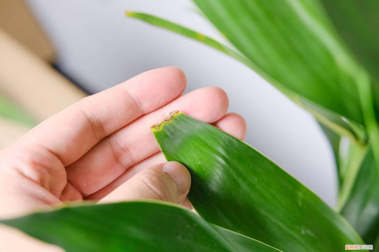 水养富贵竹冬天怎么养才能安全过冬? 水养富贵竹怎么过冬天，富贵竹过冬干枯怎么救