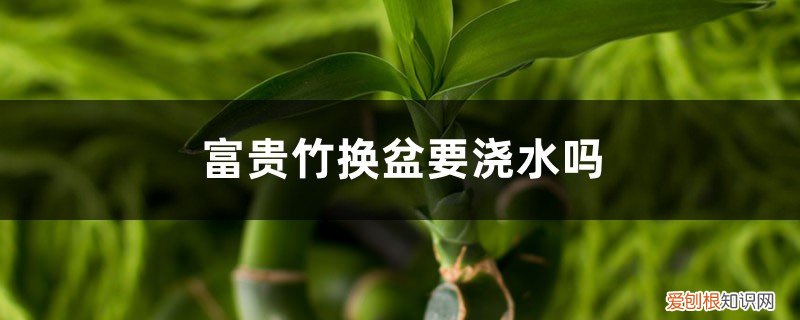 富贵竹移盆后能浇水吗 富贵竹换盆要浇水吗,富贵竹换盆后怎么处理