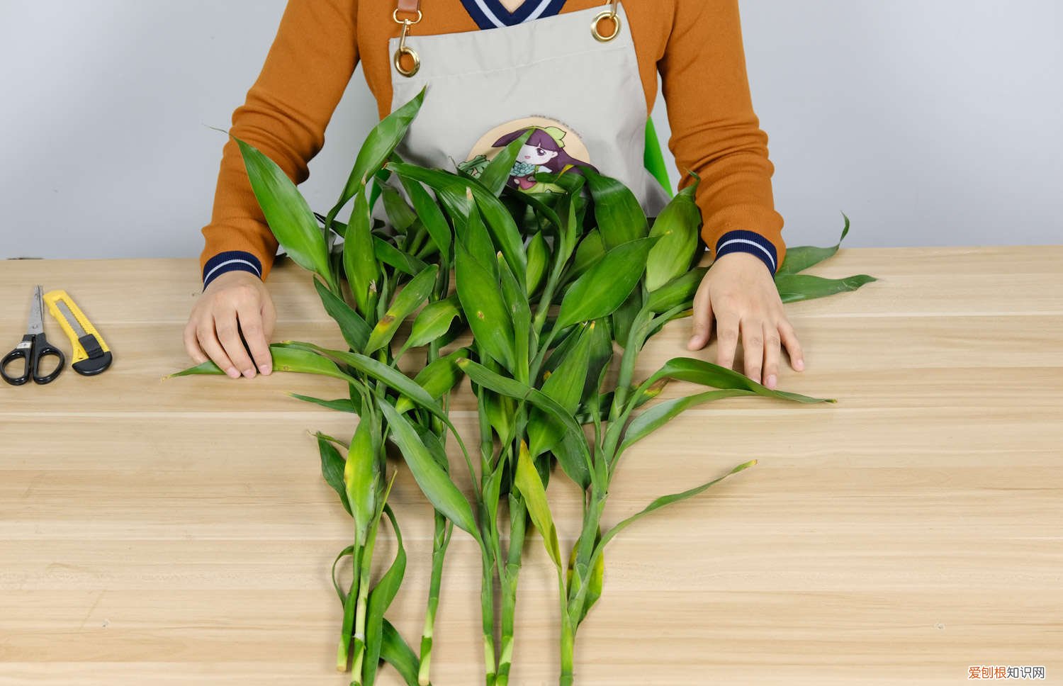 富贵竹什么时候可以换盆 富贵竹换盆用什么土好，换盆要注意季节吗
