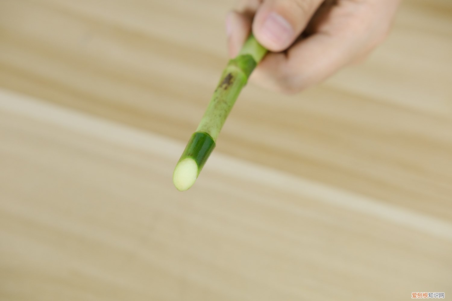 富贵竹能在土里生长吗 富贵竹在土里能成活吗，富贵竹用土养怎么养