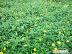 蟛蜞菊的功效与作用蟛蜞菊的特征
