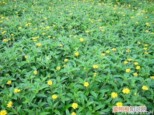 蟛蜞菊的功效与作用蟛蜞菊的特征