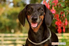 腊肠犬不听话 腊肠犬调皮
